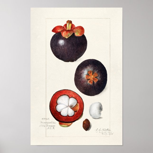 Mangosteens (Garcinia Mangostana) Fruit Painting Poster (Front)