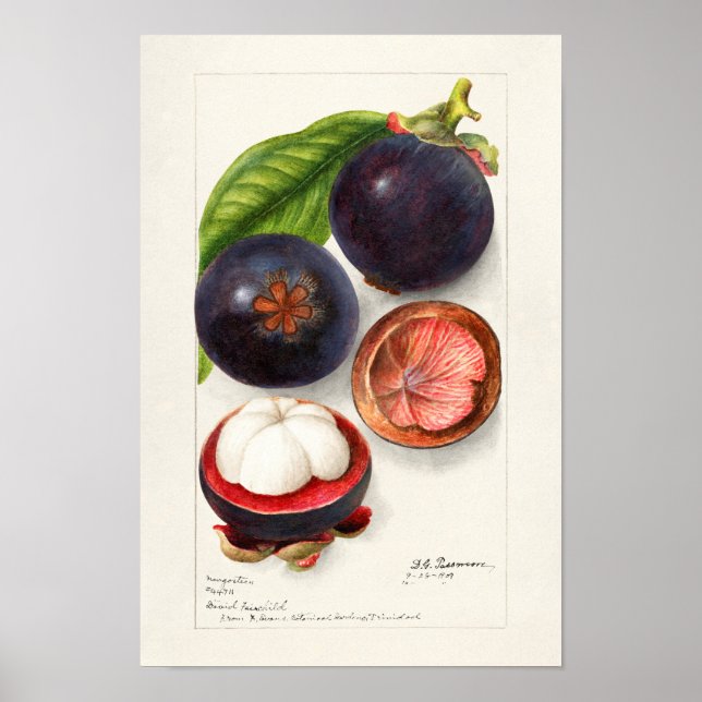 Mangosteens (Garcinia Mangostana) Fruit Painting Poster (Front)