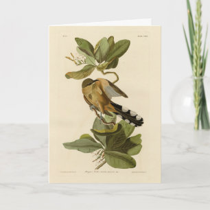 Mangrove Cuckoo from Audubon's Birds of America Card