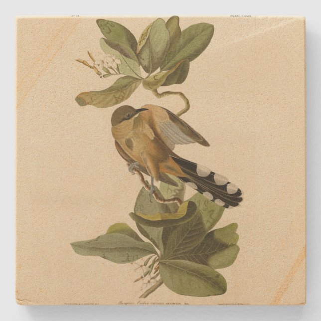 Mangrove Cuckoo from Audubon's Birds of America Stone Coaster (Front)