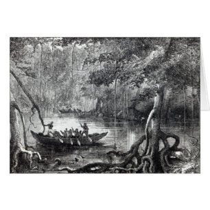 Mangrove Forest'