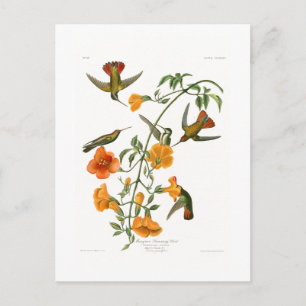 Mangrove Humming Bird Audubon Birds of America Postcard