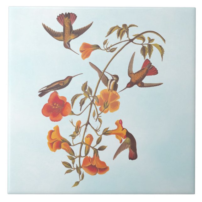 Mangrove Hummingbirds with Orange Trumpet Flowers Tile (Front)
