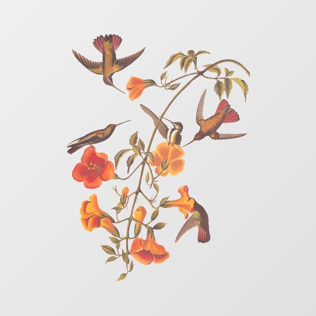 Mangrove Hummingbirds with Orange Trumpet Flowers Window Cling (Sheet)