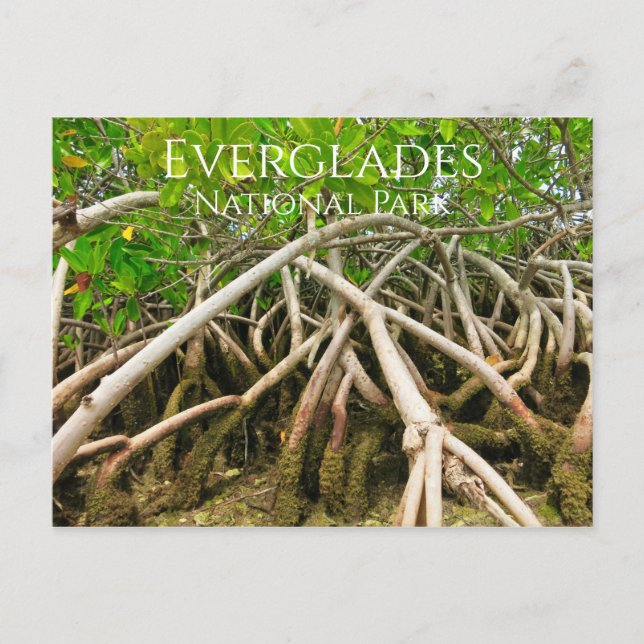 Mangrove Stilt Roots, Swamp, Everglades Postcard (Front)