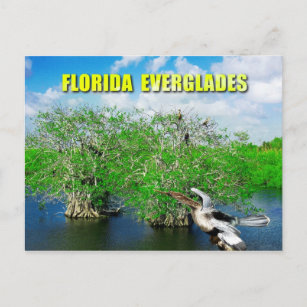 Mangrove Trees & Anhinga, Florida Everglades Postcard