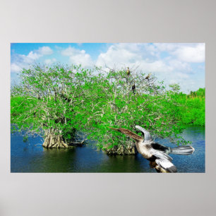 Mangrove Trees & Anhinga, Florida Everglades Poster