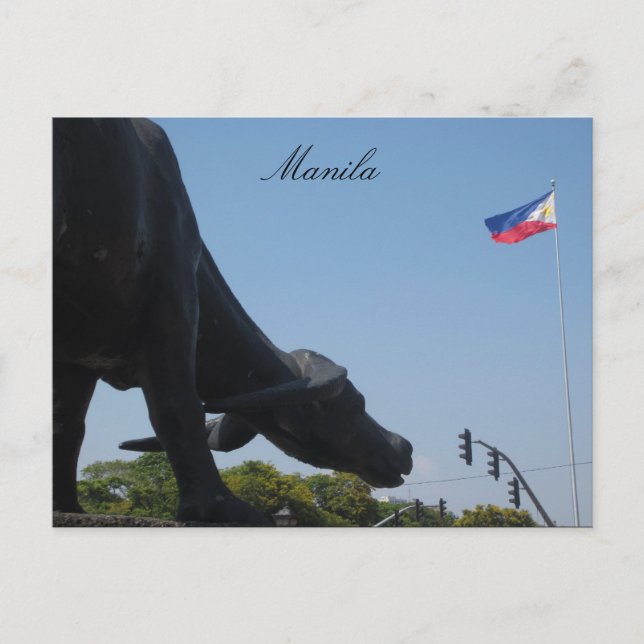manila buffalo flag postcard (Front)