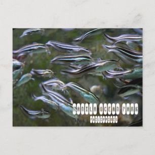 Manila Ocean Park Postcard