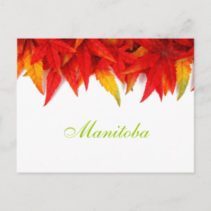 Manitoba Autumn Leaves Postcard