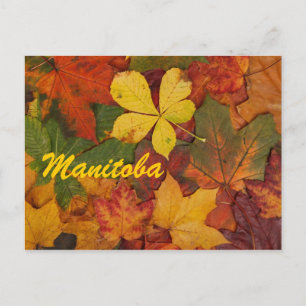 Manitoba Autumn Leaves Postcard