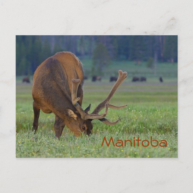 Manitoba elk postcard (Front)