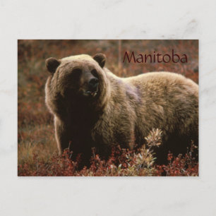 Manitoba grizzly bear postcard