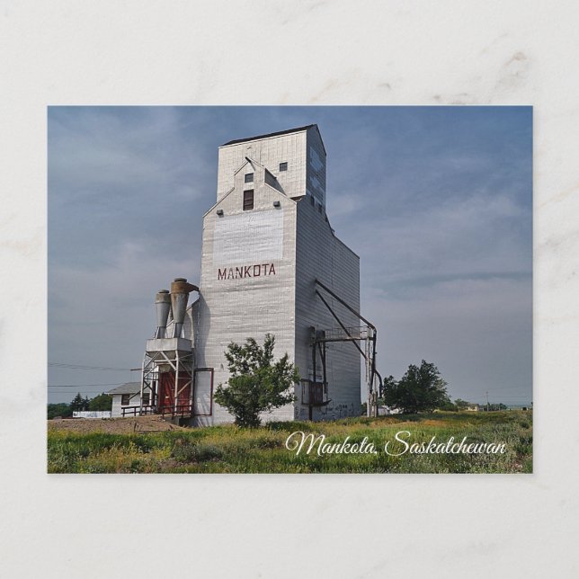 Mankota Grain Elevator Postcard (Front)