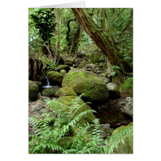 Manoa Stream