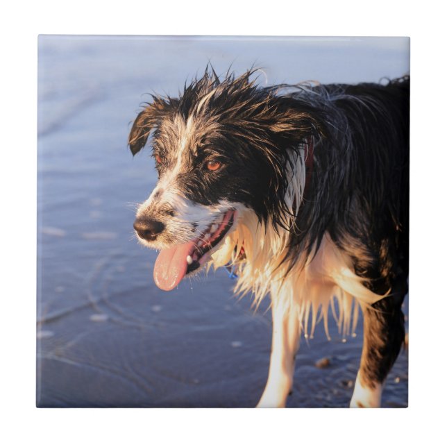 Mans best friend border collie dog tile (Front)