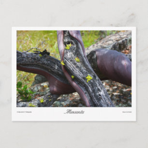 Mansanita Prints Postcard