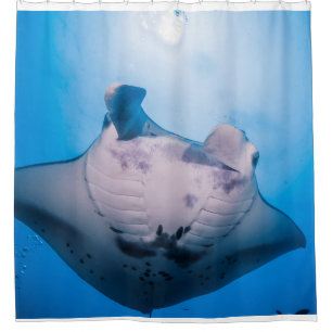 Manta Mania : Manta ray in the sunshine Shower Curtain