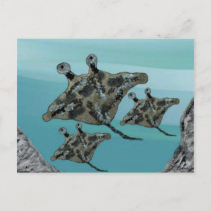 Manta Ray Family Postcard
