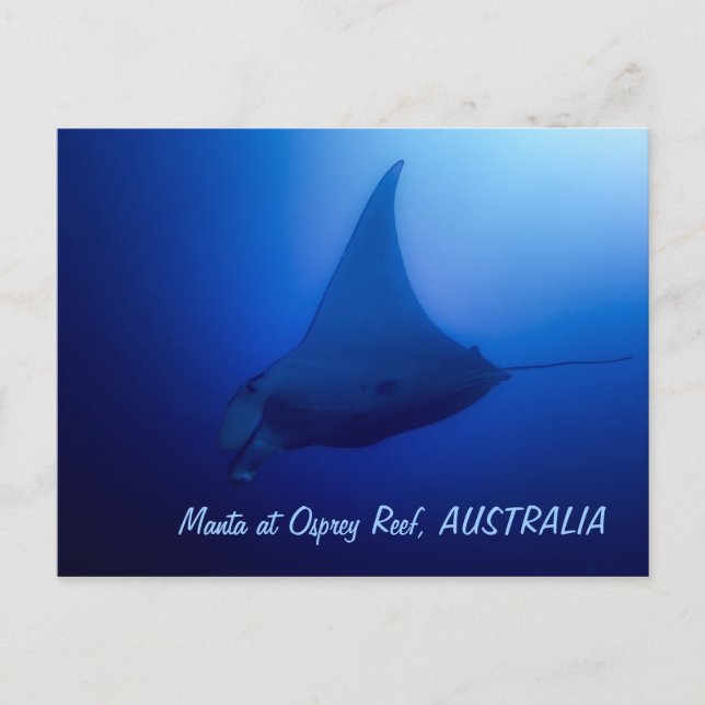 Manta Ray Postcard (Front)