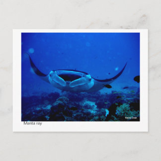 manta ray postcard - 01