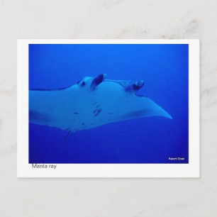 manta ray postcard - 03