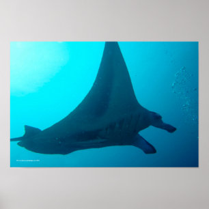 Manta Ray Poster