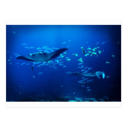 Manta Rays Postcard