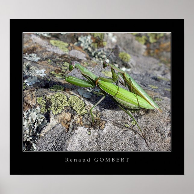 Mante Religieuse Poster (Front)