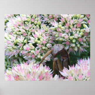 Mantis 79 ~ print