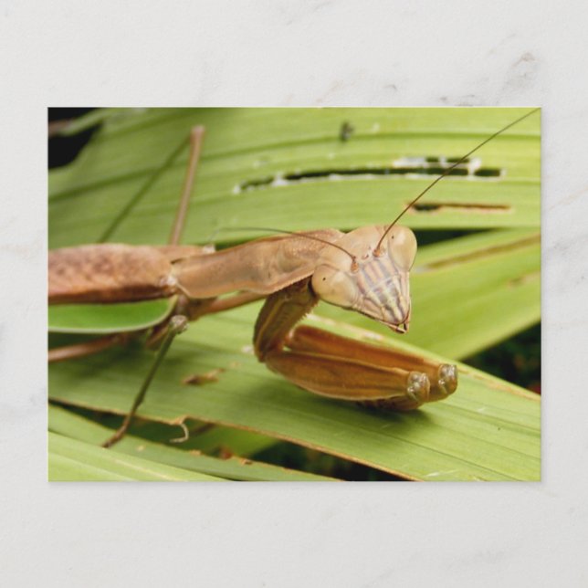 Mantis 83 ~ postcard (Front)