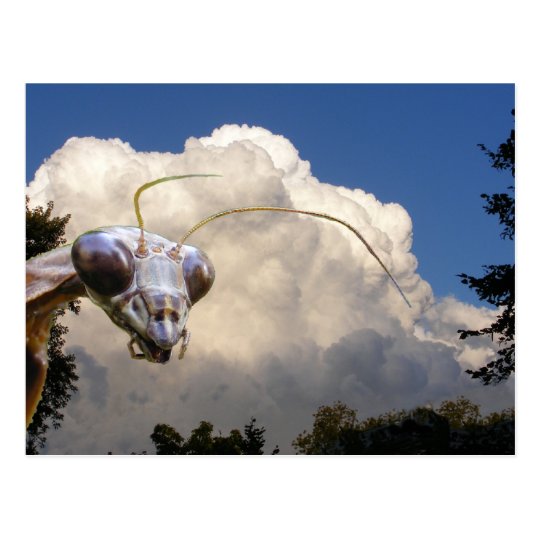 Mantis and Cloud ~ postcard