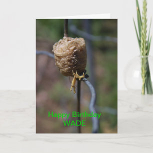 Mantis Nest Closeup Birthday Card