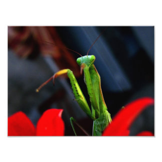 mantis photo print