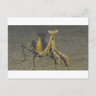 Mantis Postcard
