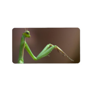 Mantis religiosa label