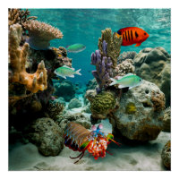 Mantis Shrimp Angelfish Saltwater Reef Fish