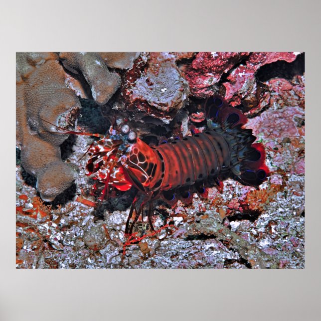 Mantis Shrimp Eyes on Me Poster (Front)