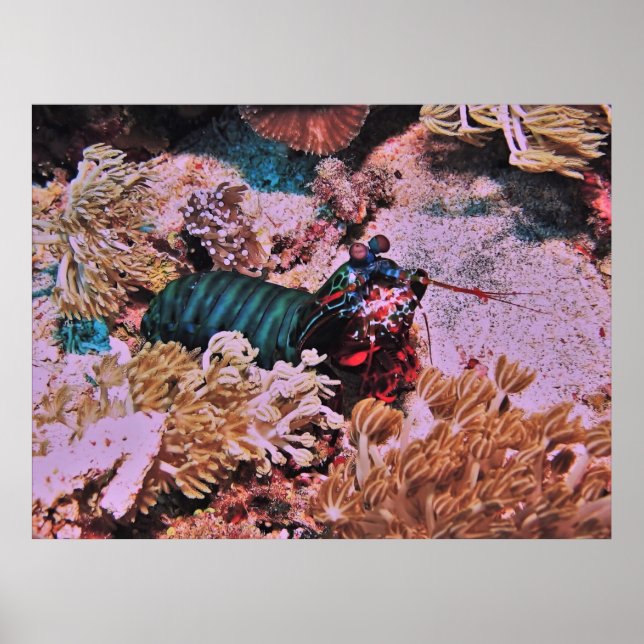 Mantis Shrimp in the Coral Poster (Front)
