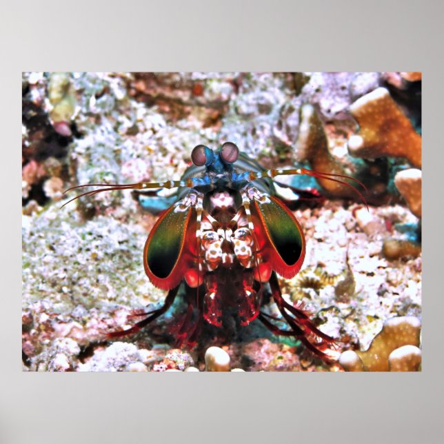 Mantis Shrimp Portrait Poster (Front)