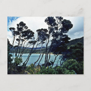 Manuka Shrubs And Beach, Stewart Island Postcard