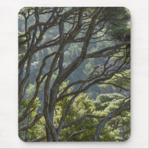 Manuka Tree Forest New Zealand Mouse Mat