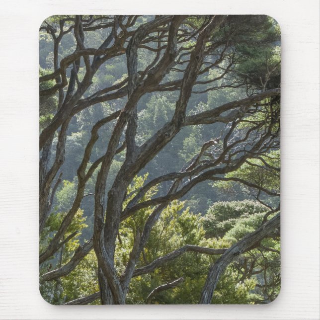 Manuka Tree Forest New Zealand Mouse Mat (Front)