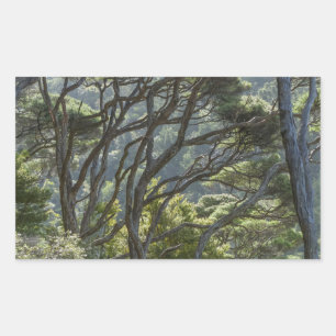 Manuka Tree Forest New Zealand Rectangular Sticker