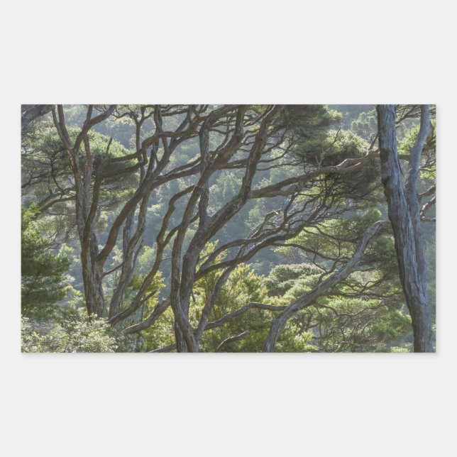 Manuka Tree Forest New Zealand Rectangular Sticker (Front)
