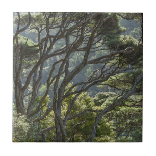 Manuka Tree Forest New Zealand Tile