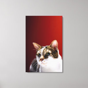 Manx cat canvas print
