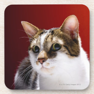 Manx cat coaster