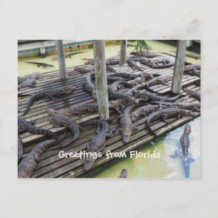 many baby alligators postcard