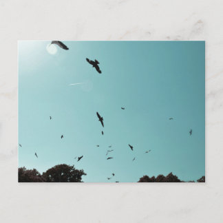 Many birds and a contrail postcard